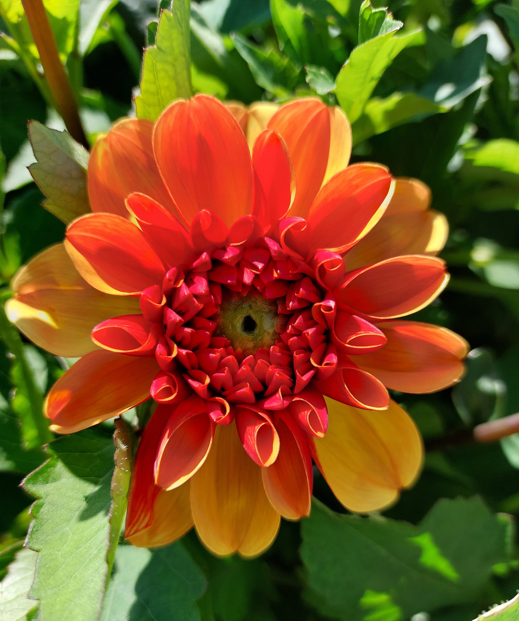 Skötselråd Chickenlegs Dahlia