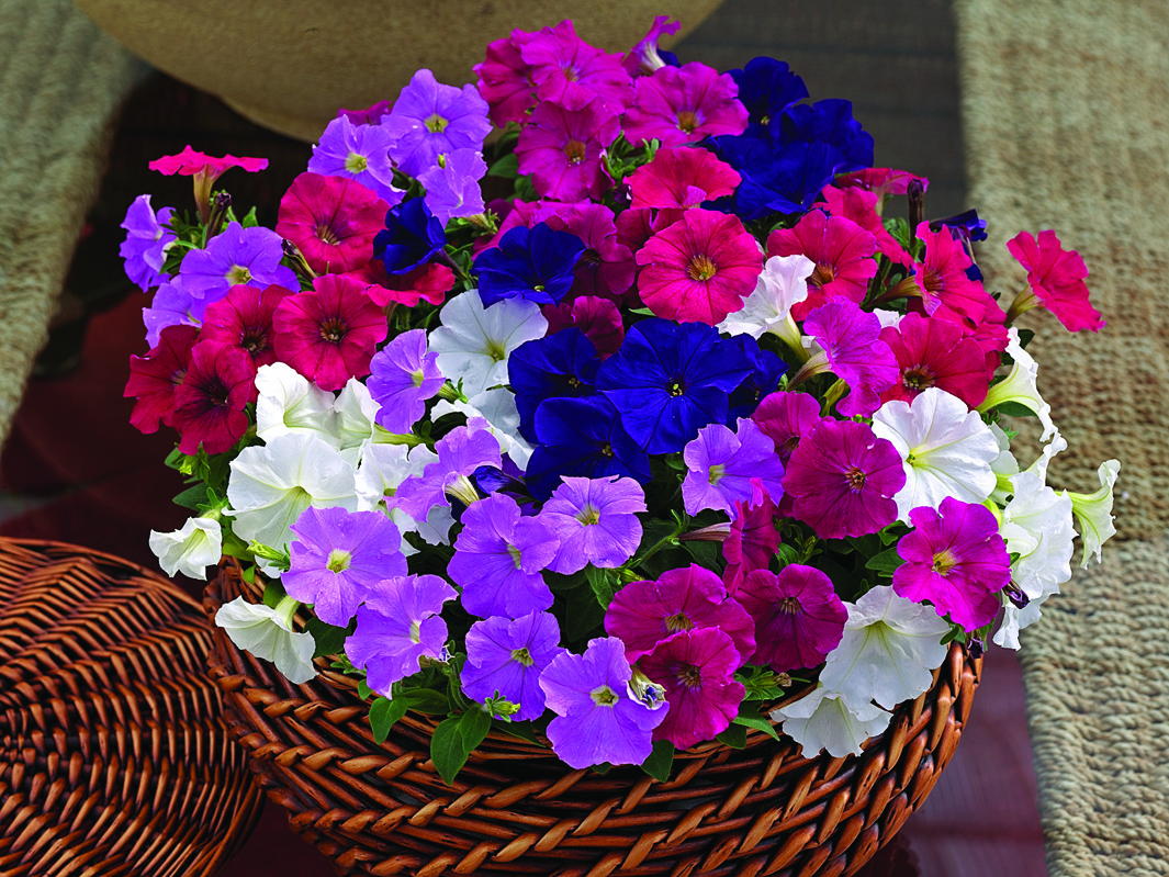 Petunia F1  Picobella  (mini)  Mix 8 frö (buskig) - 2
