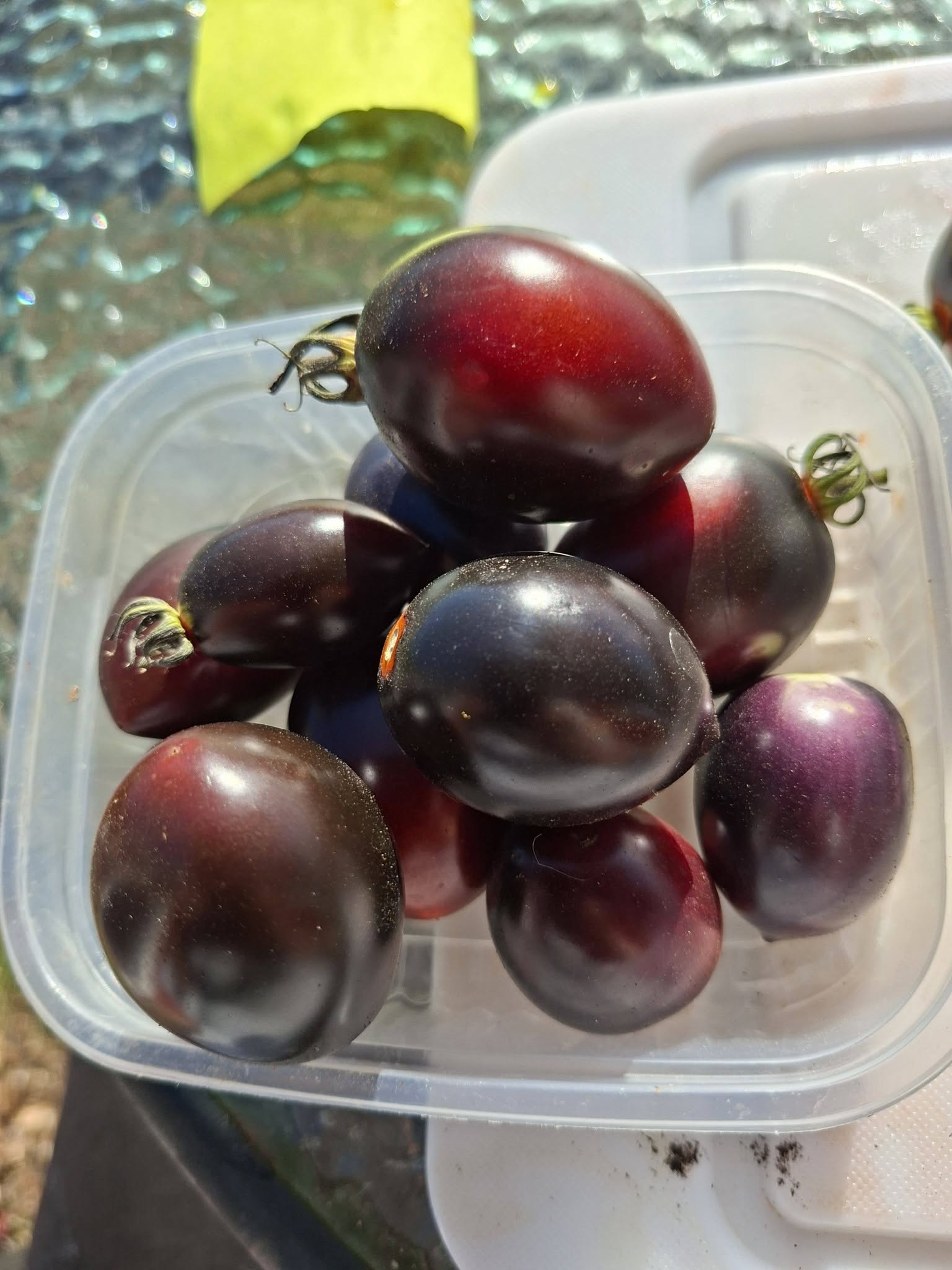 Abdullah´s Tomat Cosmic Purple, 5 frö  - 6