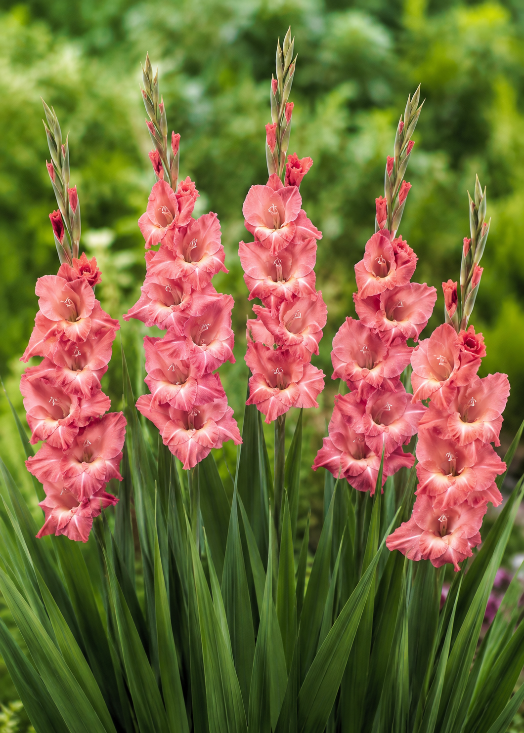 PERENNER OCH GLADIOLUS  