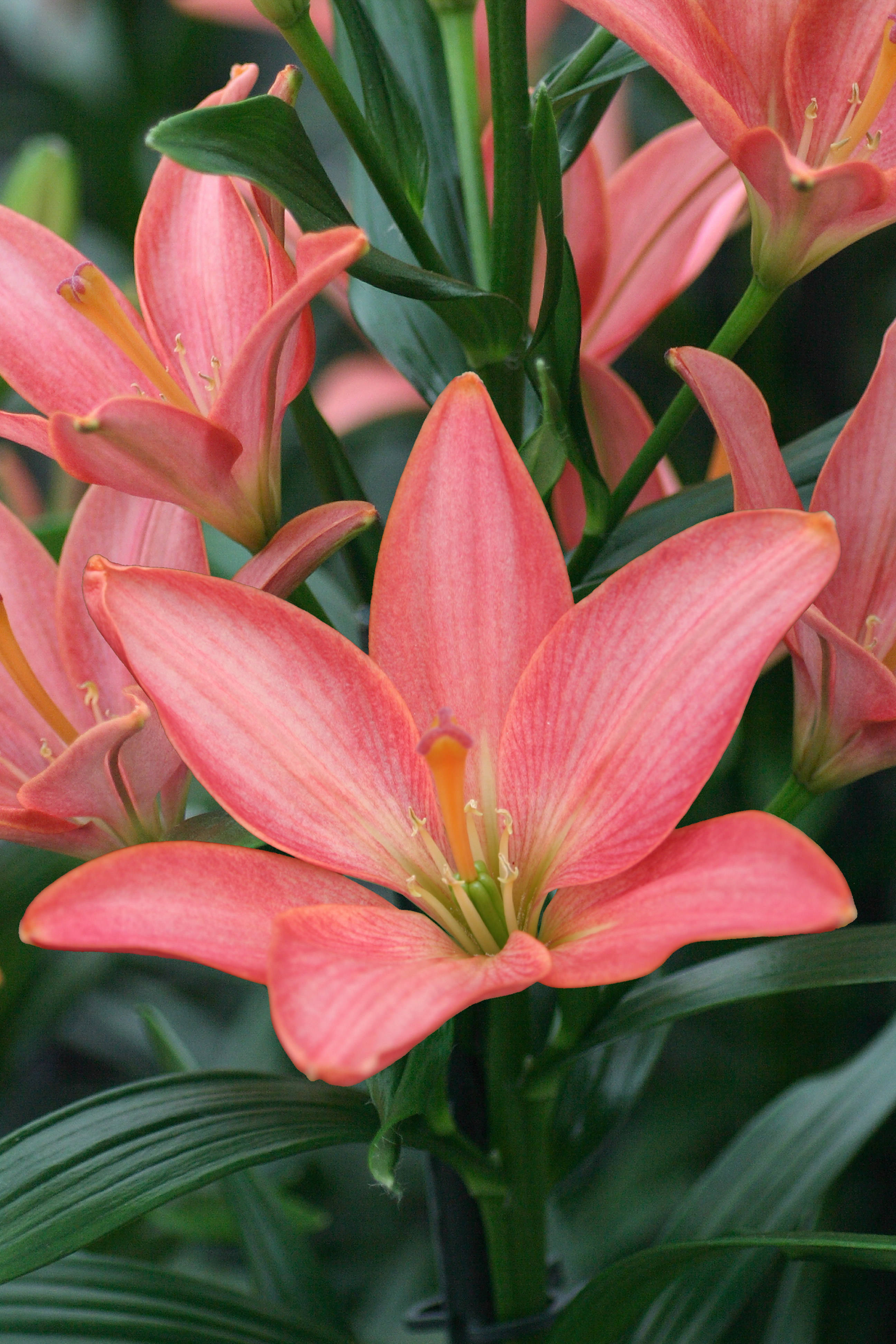 LILJOR, PIONER & BARROTADE PERENNER  