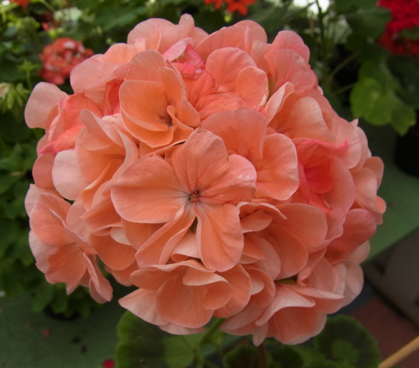 FRÖER HELA SORTIMENTET  