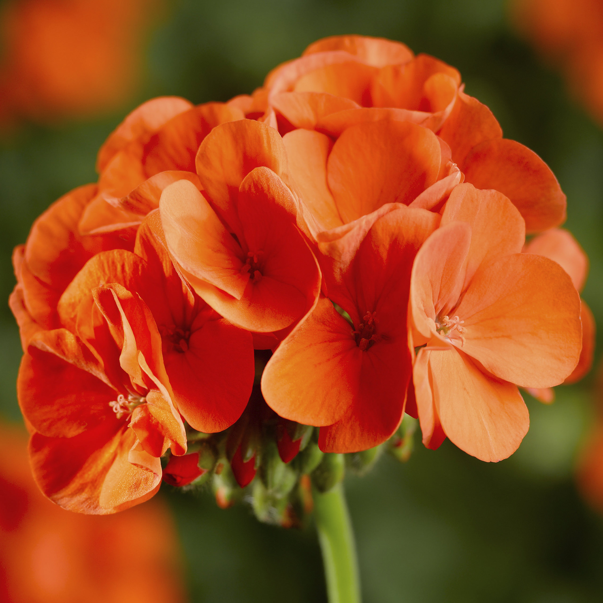 Pelargoner fröer