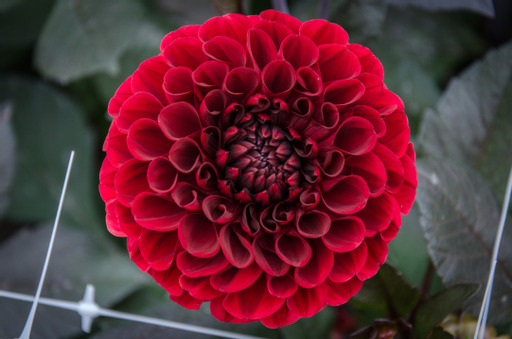 Dahlia Galleri Bilder
