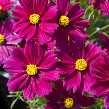 Rosenskära