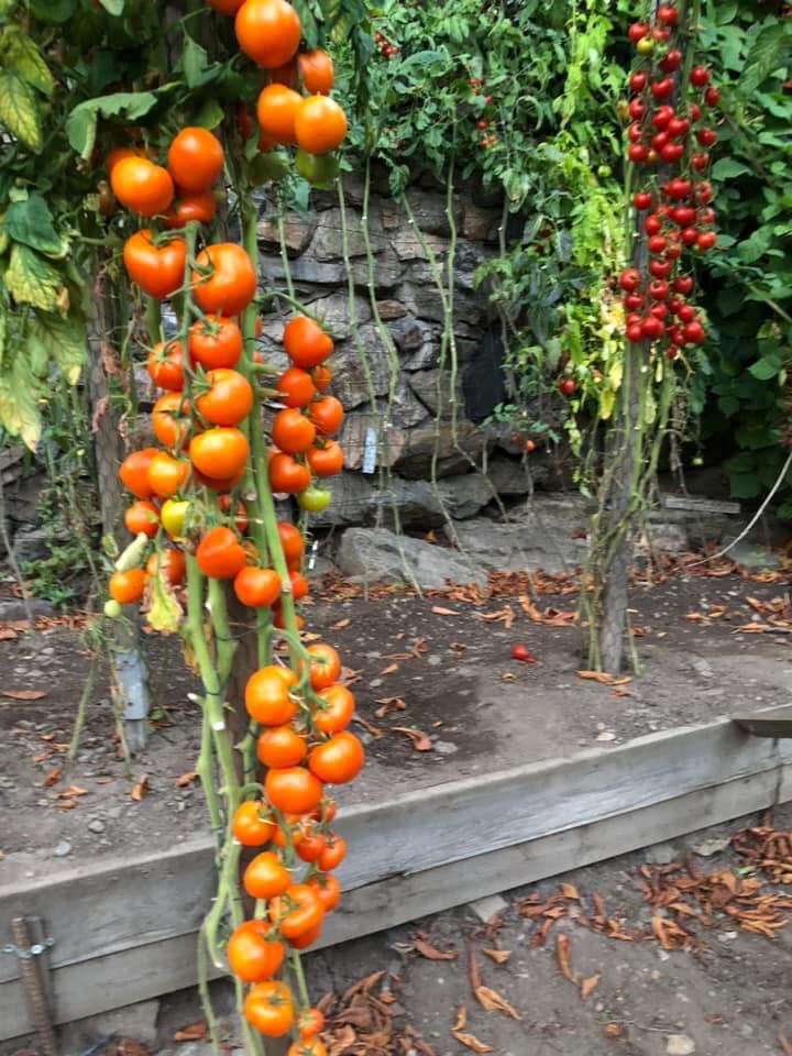 Tomatmannens Fröer