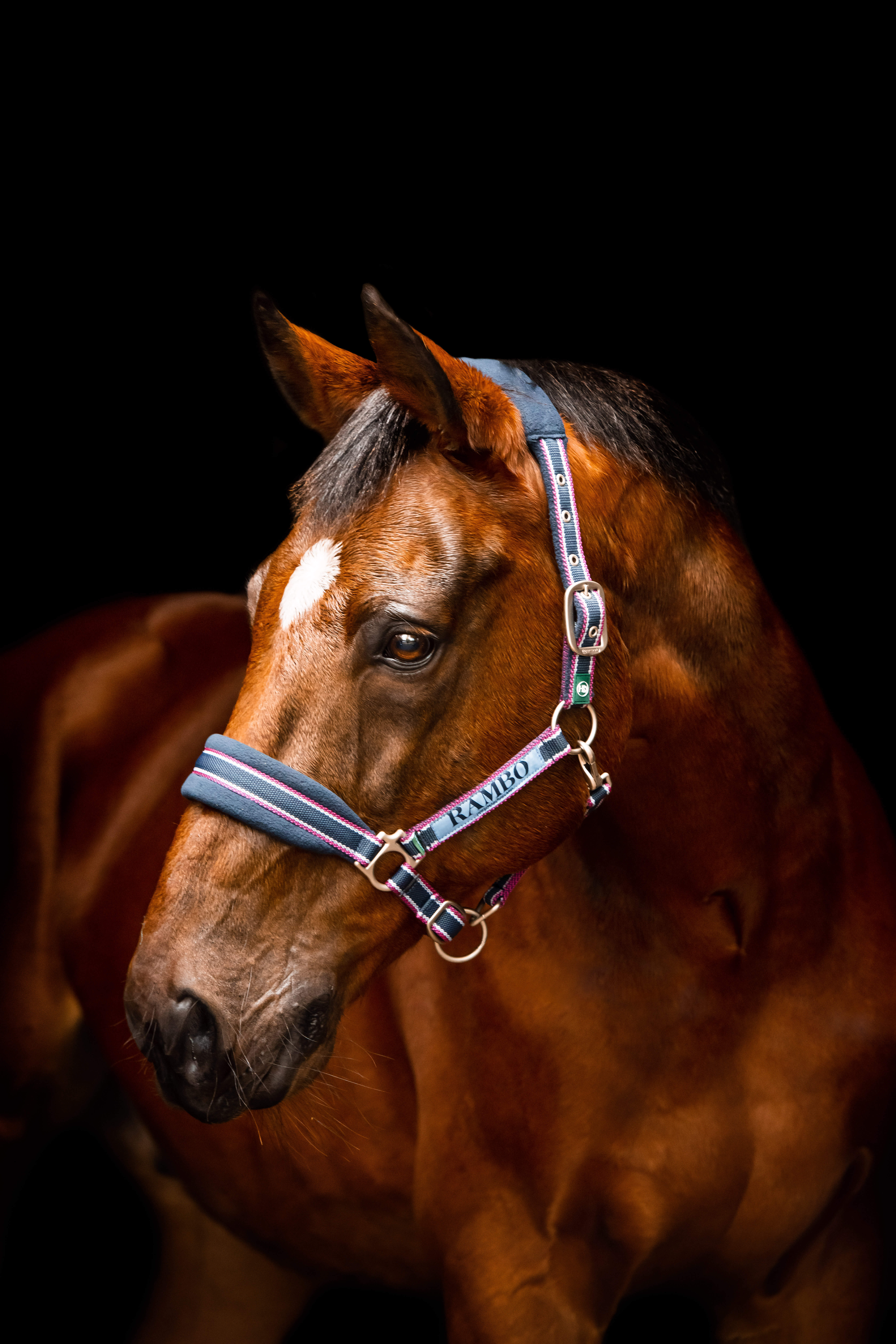 Horseware RAMBO GRIMMA navy