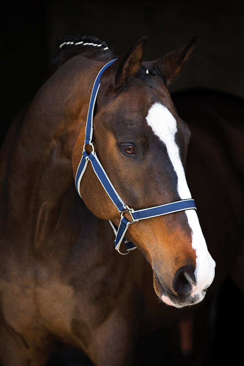 Horseware AMIGO GRIMMA navy