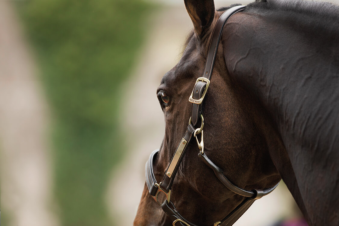 Horseware Lädergrimma – Andrasortering