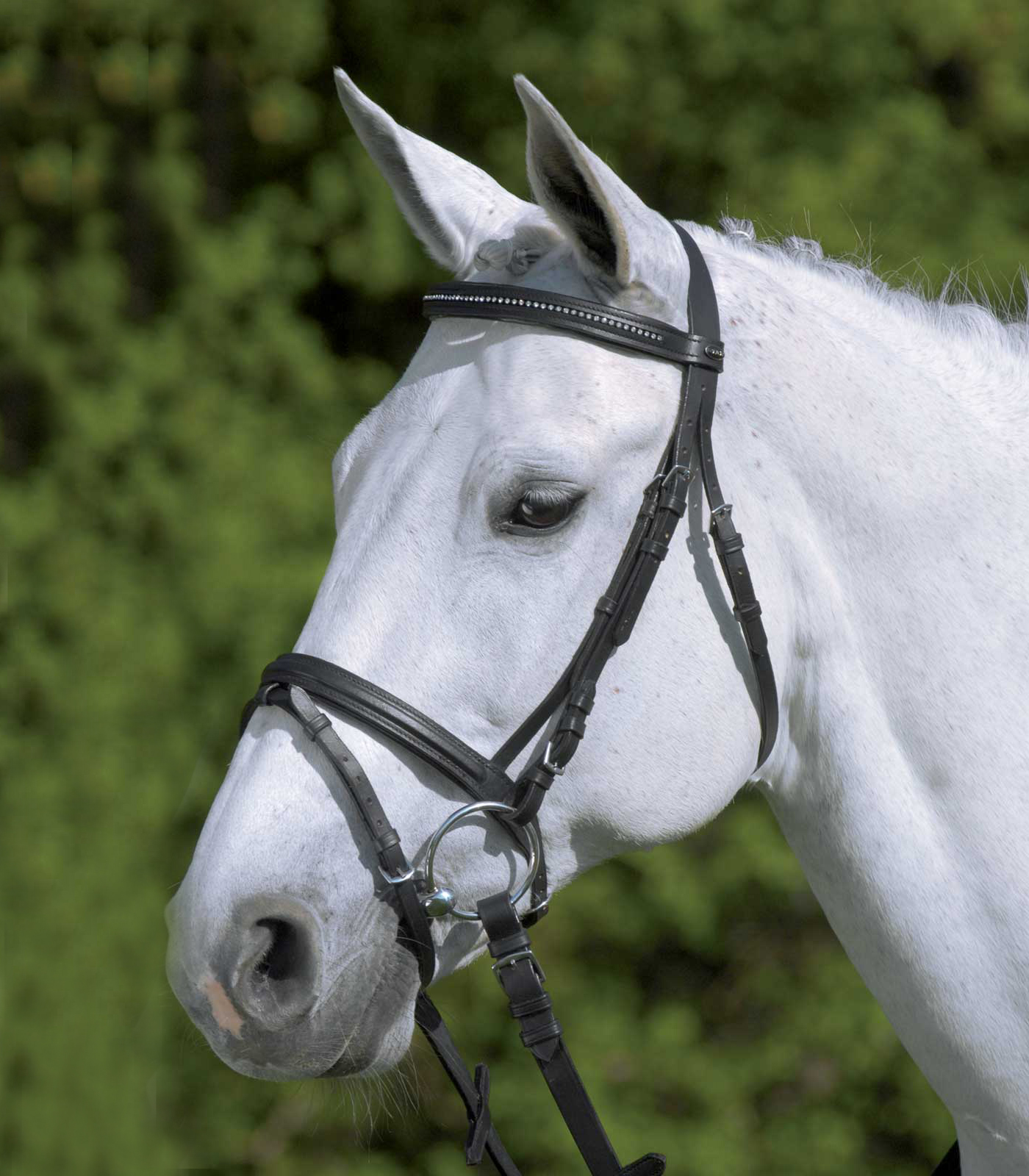 Träns Star Diamond minishetland-full svart