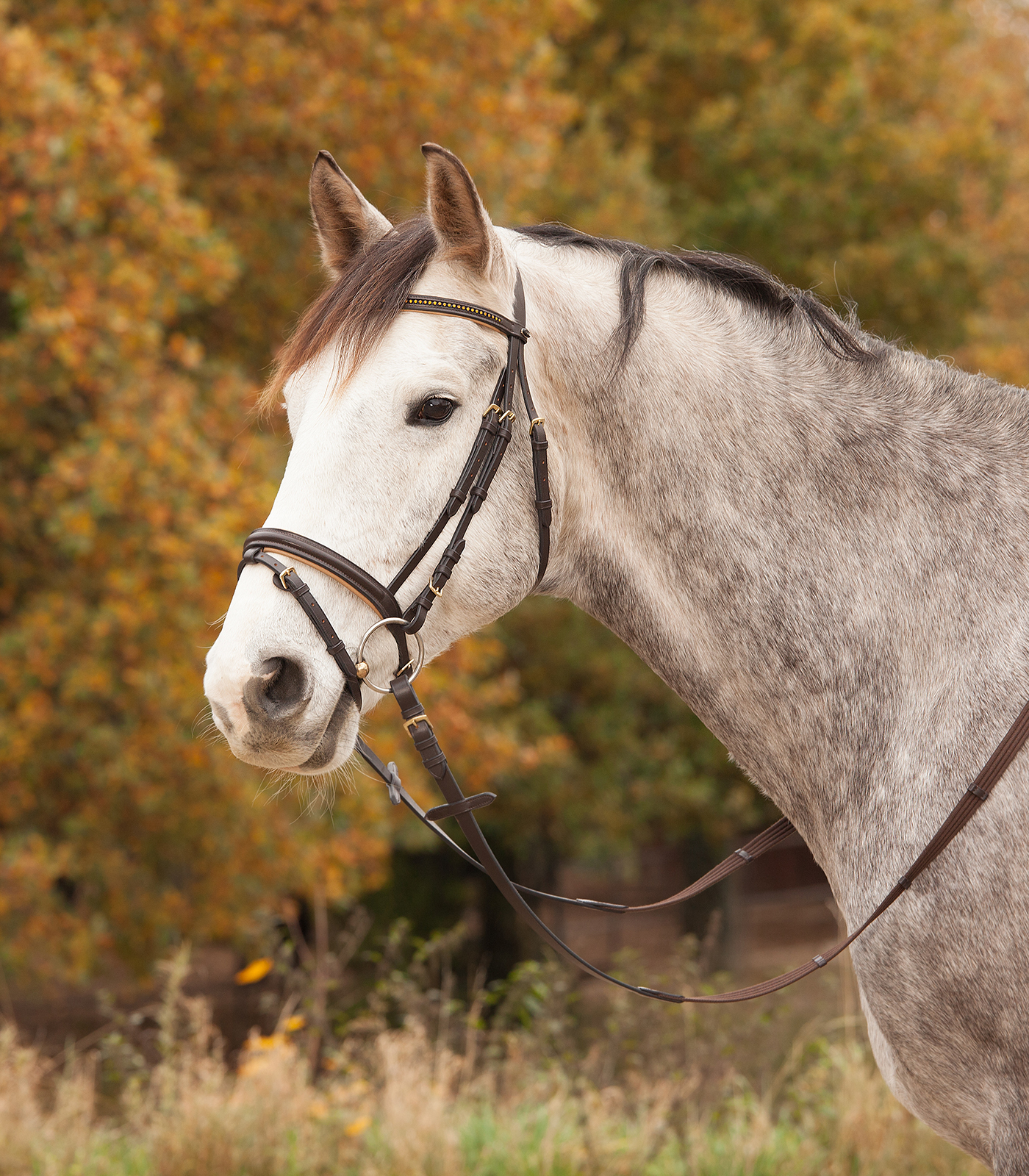 Träns Star Diamond minishetland-full brun/guld
