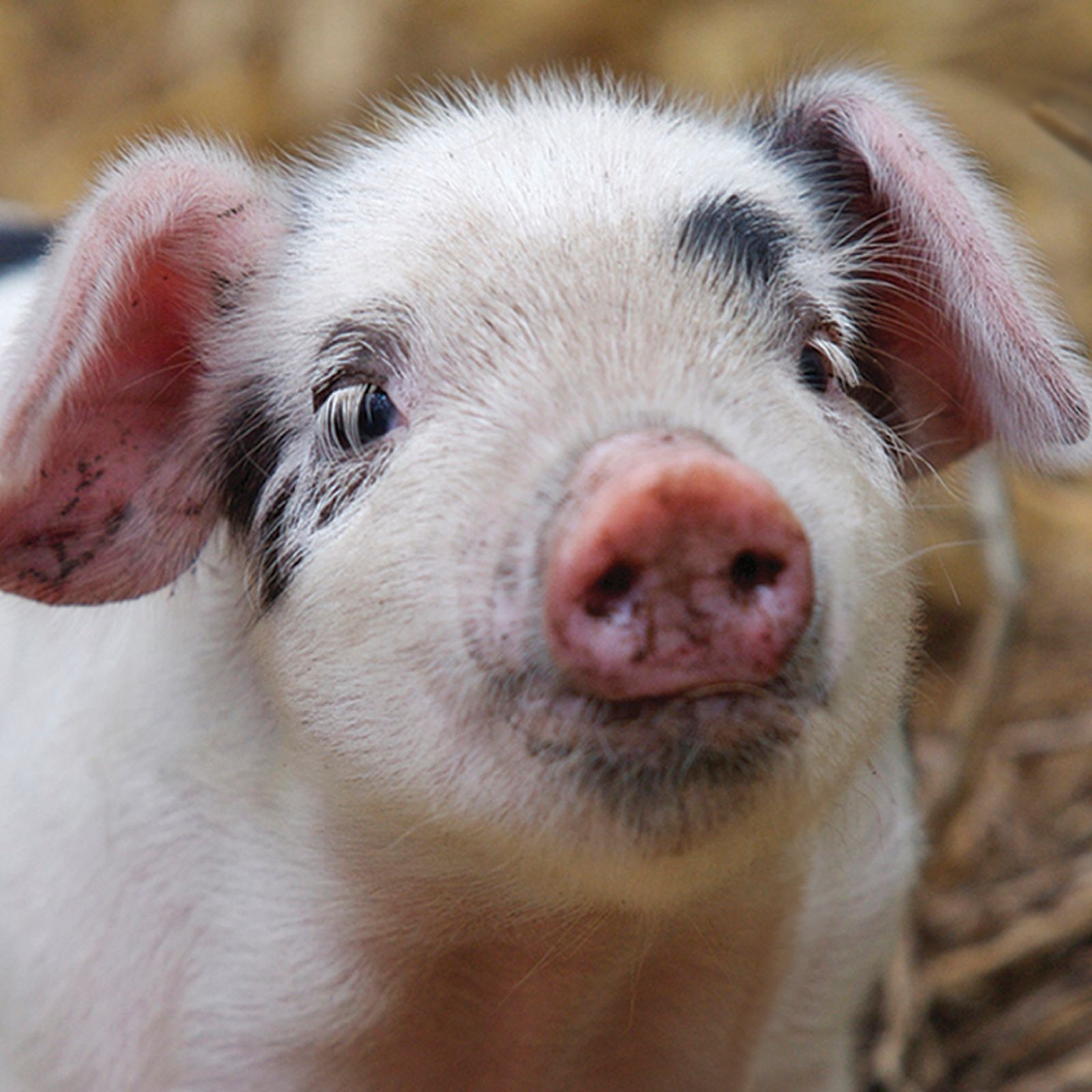 Kort Piglet