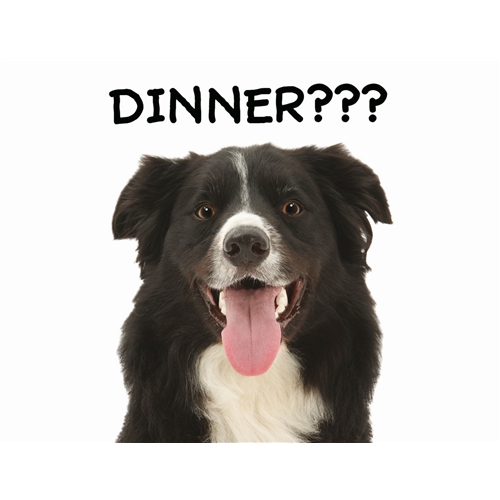 GIANT PET PLACEMAT - BORDER COLLIE "DINNER??"