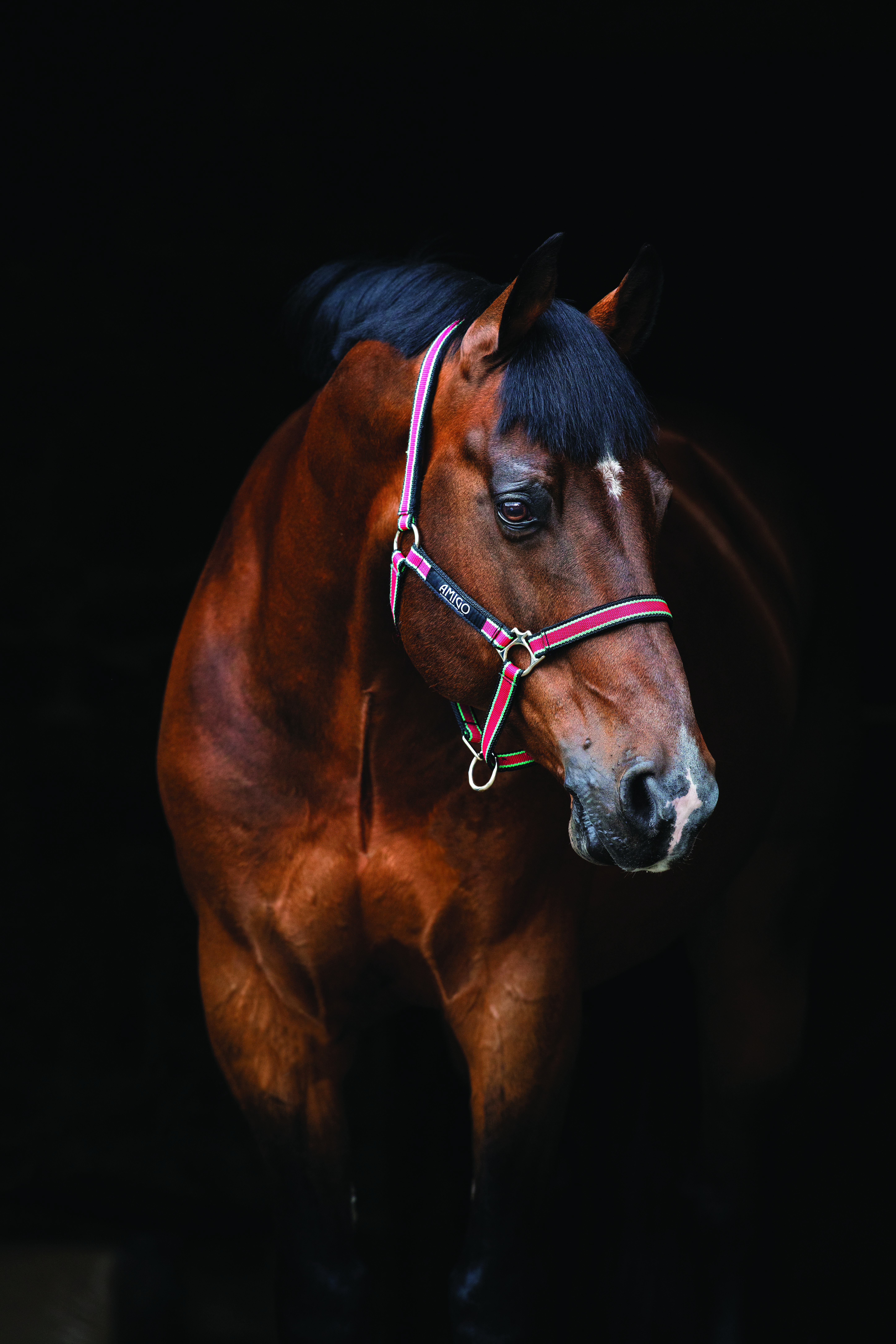 Häst med Horseware Amigo grimma röd