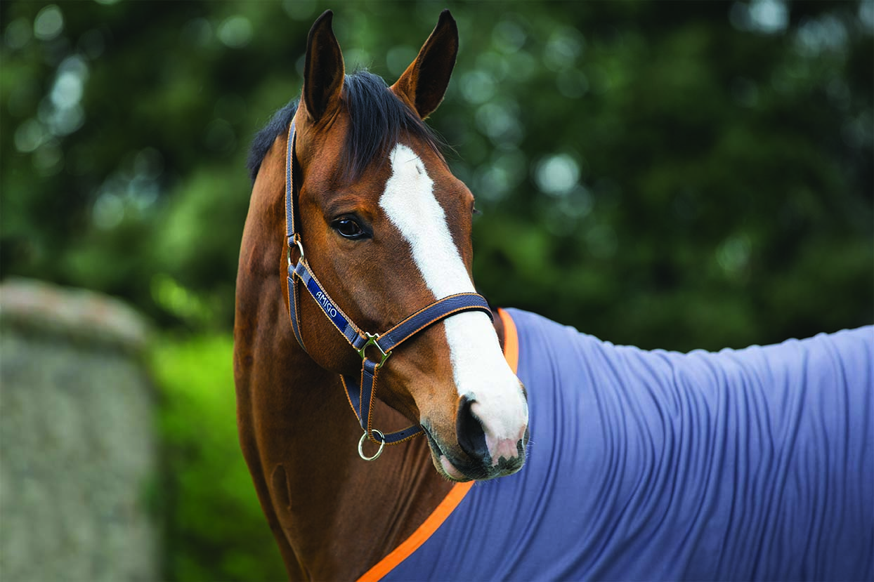 Häst med Horseware Amigo grimma excalibur