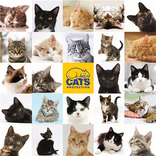 JIGSAW SQUARE - Cats Protection