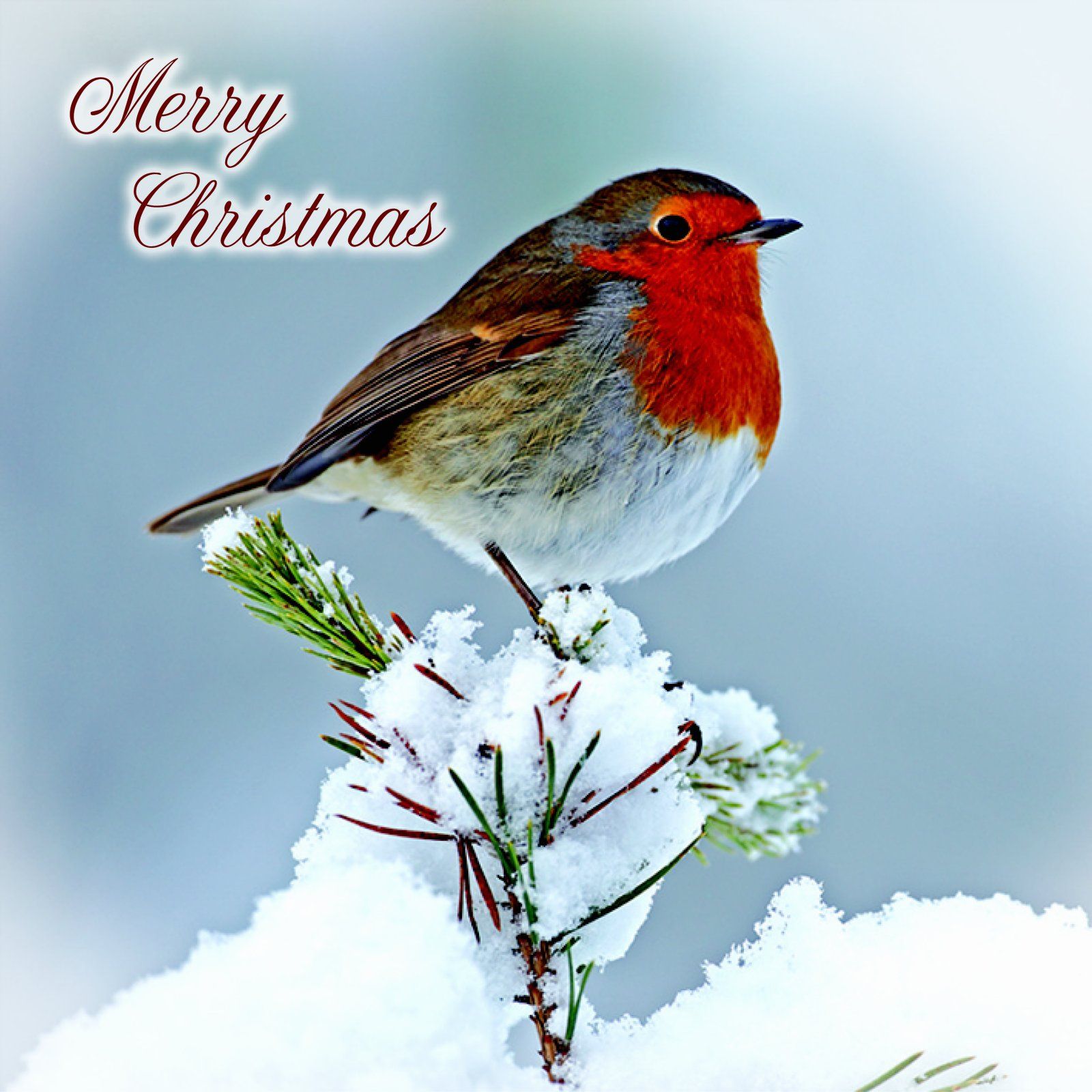 Julkort Twin Fir Tree Robin