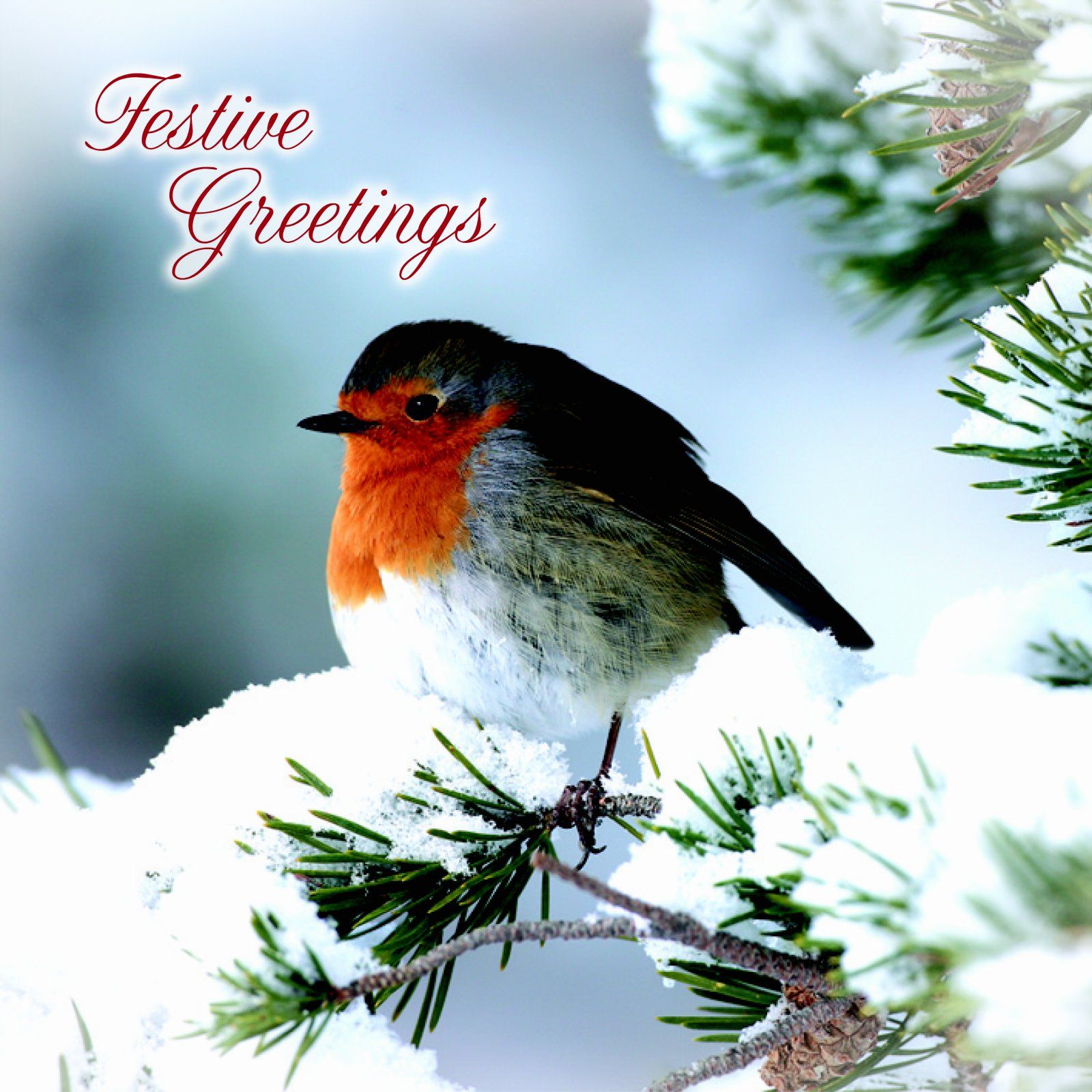 Julkort Twin Fir Tree Robin