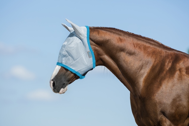 Häst i ljusblå flughuva från Horseware