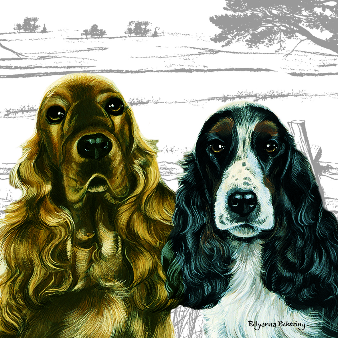 Kort English Cocker Spaniel