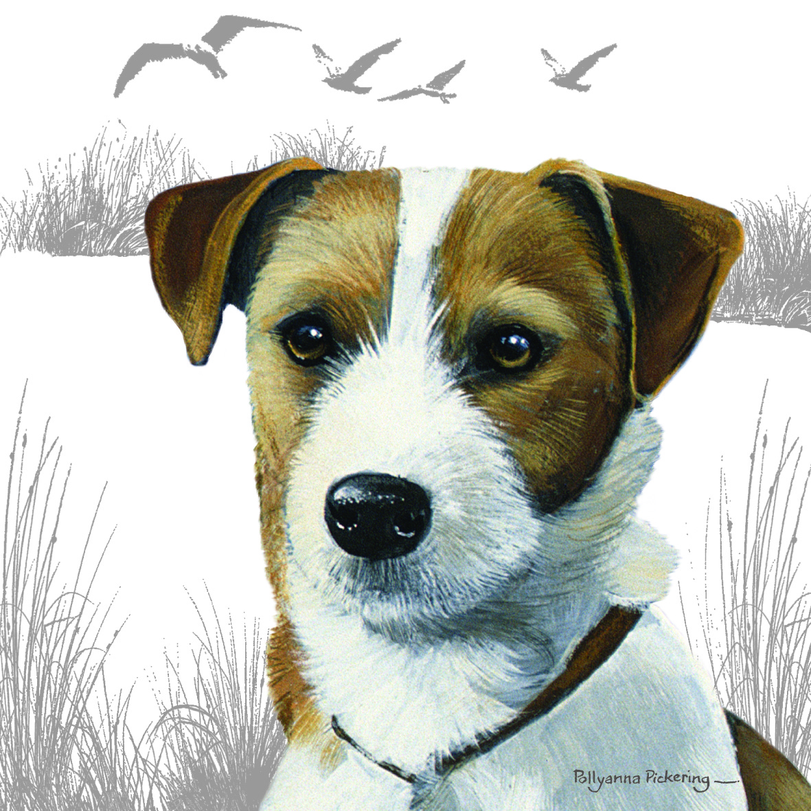 Kort Jack Russell Terrier