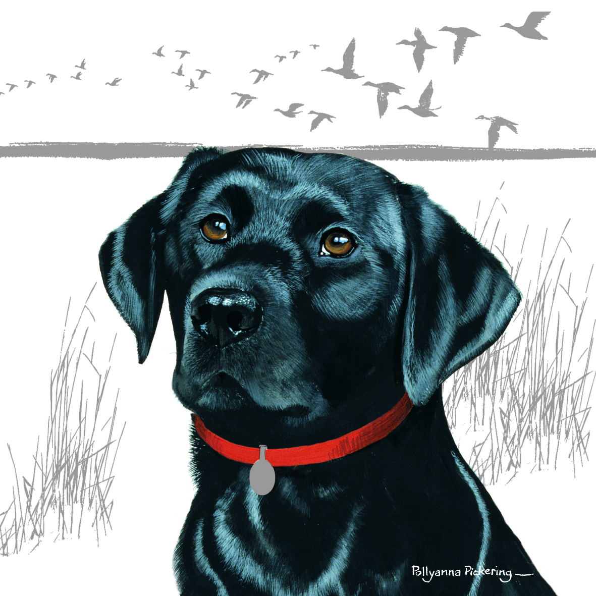 Kort Black Labrador Retriver