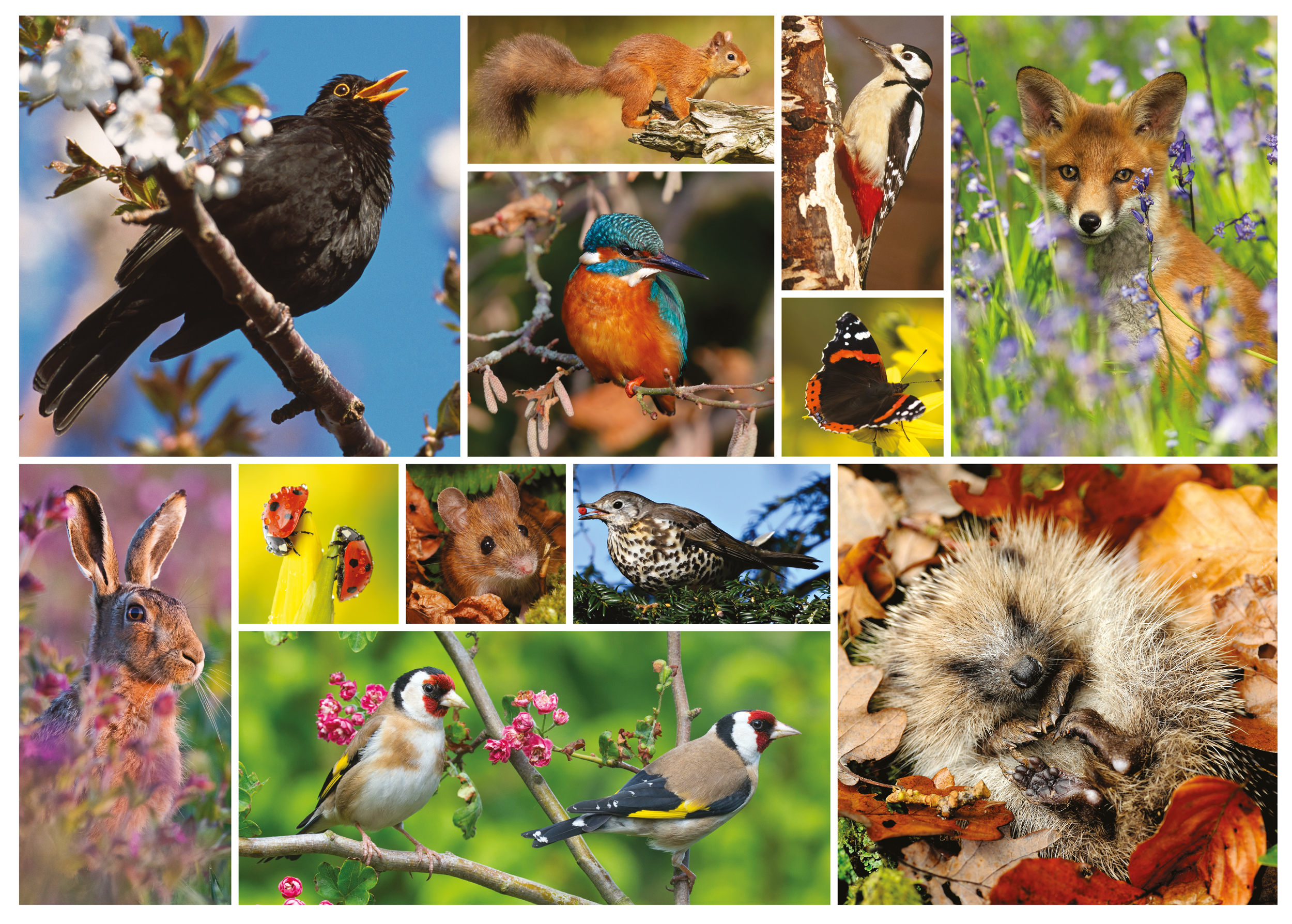 JIGSAW 1000 PIECE RECTANGULAR - RSPB - GREAT BRITISH WILDLIFE