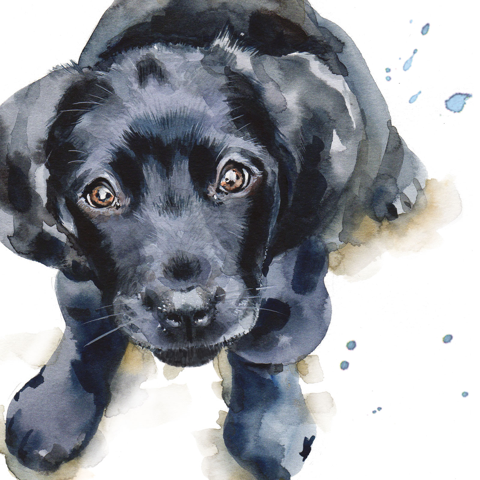 PUPPY DOG EYES CARD - BLACK LABRADOR PUPPY - BARNEY