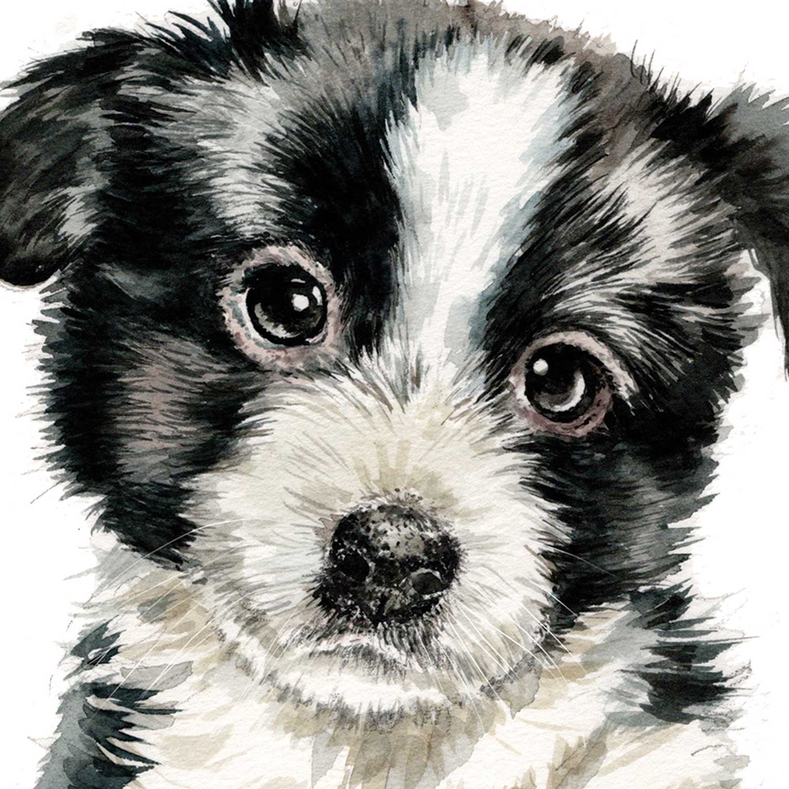 PUPPY DOG EYES CARD - BORDER COLLIE - BOBBIE