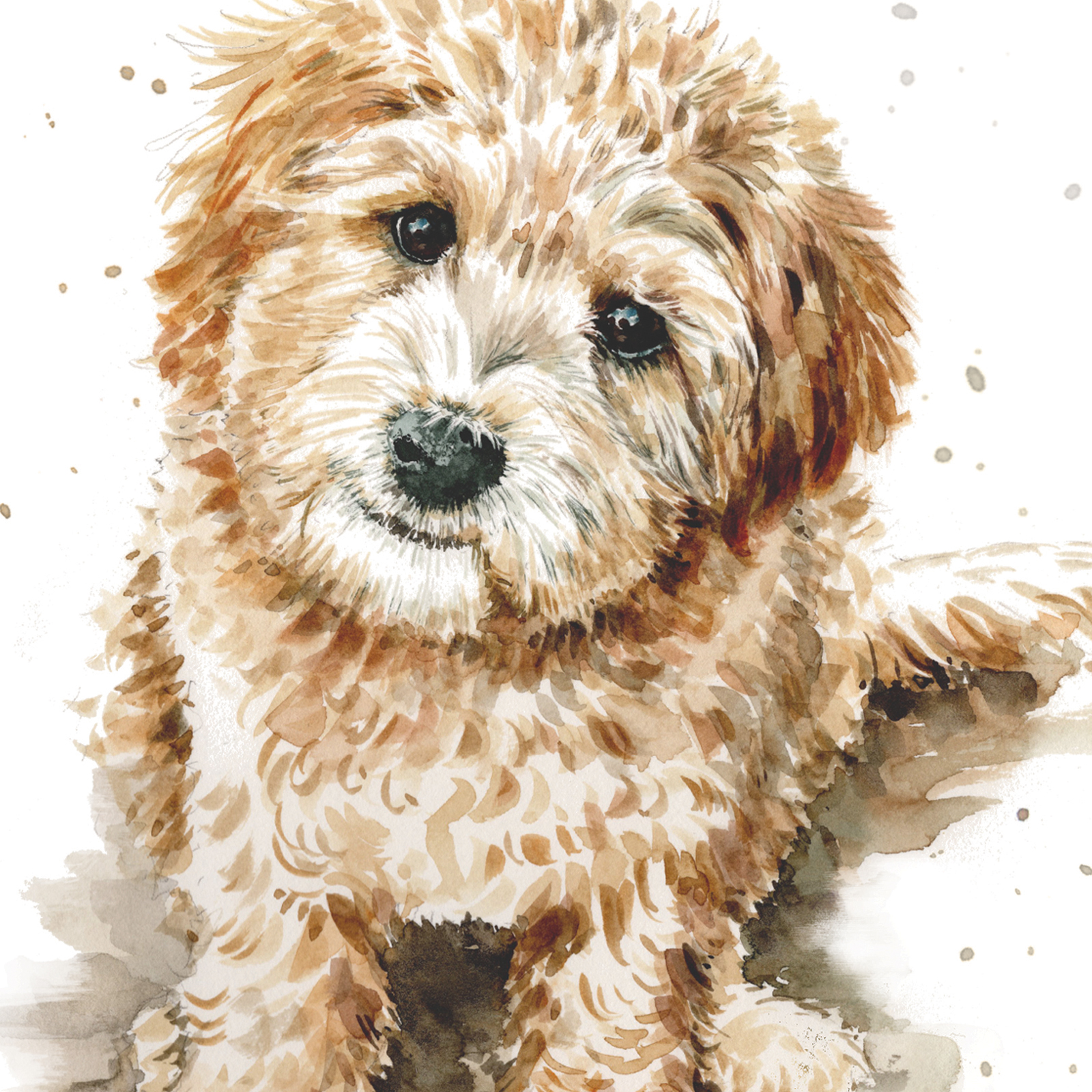 PUPPY DOG EYES CARD - LABRADOODLE - LARRY