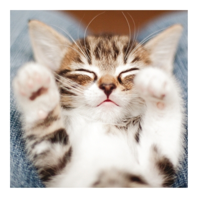 Kort Cats Protection - Sweet dreams
