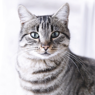 Kort Cats Protection - Tabby cat