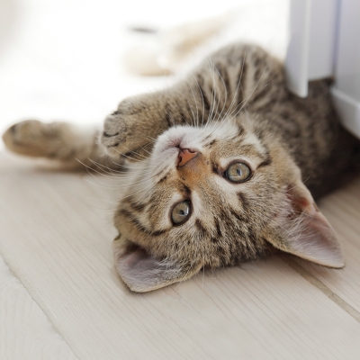 Kort Cats Protection - Play time