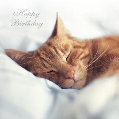 Kort Cats Protection - Sleeping Beauty