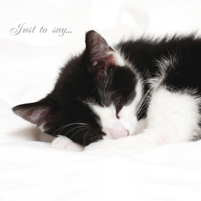 Kort Cats Protection - Cat nap