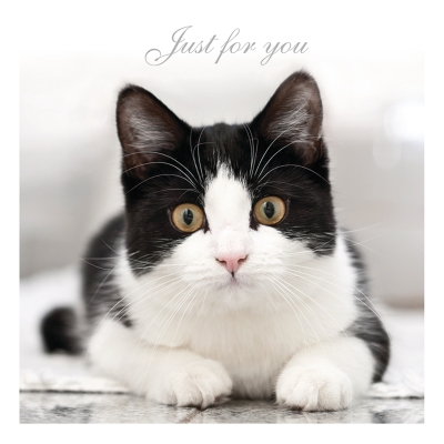 Kort Cats Protection - On watch