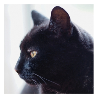 Kort Cats Protection - Black cat
