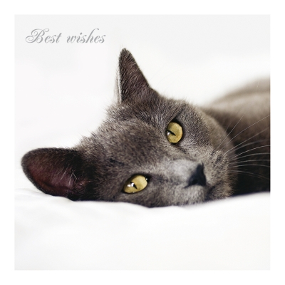 Kort Cats Protection - Wakey wakey