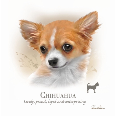 Kort Chihuahua