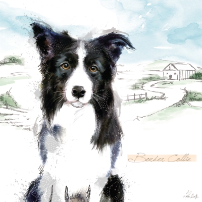 Kort Border Collie