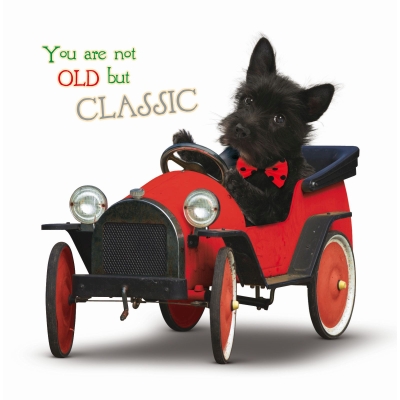 Kort Classic Black Dog