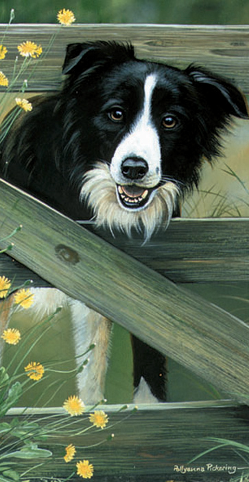 Kort Farm Gate - Border collie