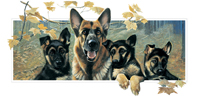 Kort German Shepherd Dog Family
