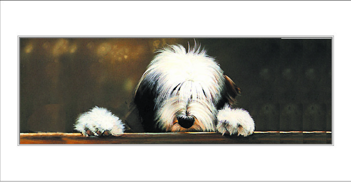 Kort Curiosity - Bearded collie