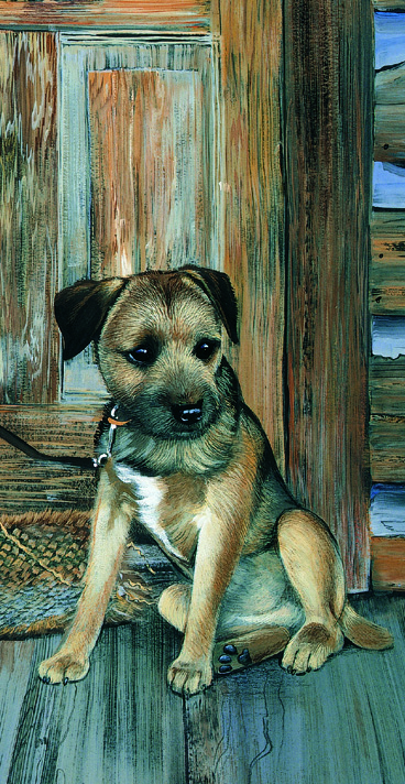 Kort The Homested - Border Terrier