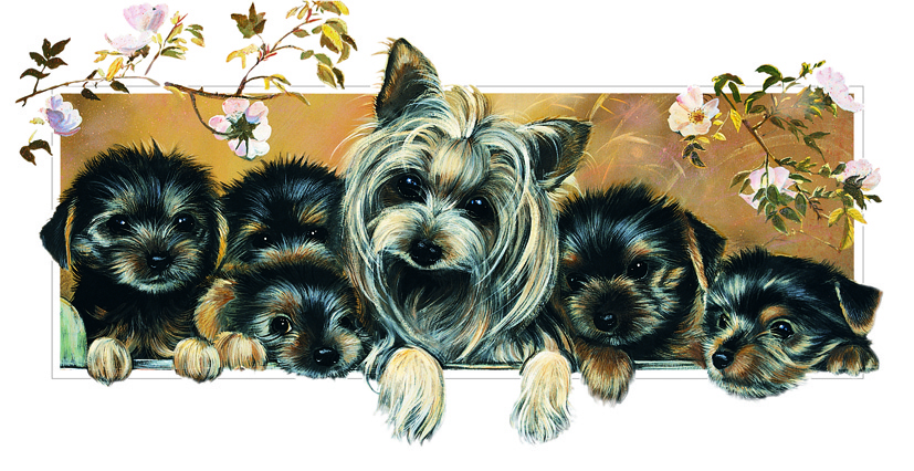 Kort Yorkshire Terrier Family 