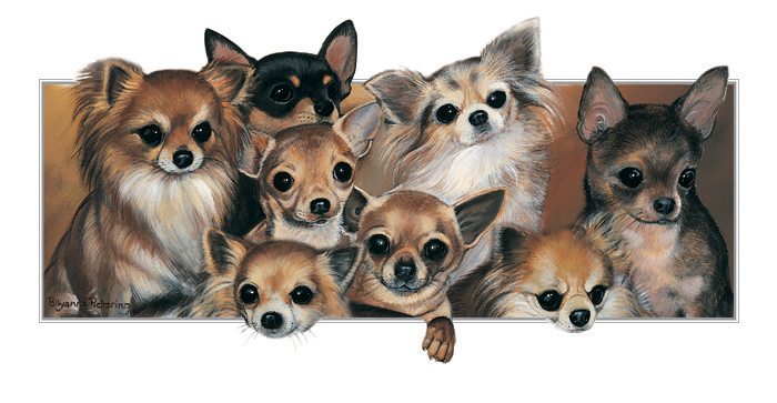 Kort Heaps Of Fun - Chihuahuas