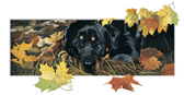 Kort The Loyal Friend - Rottweiler