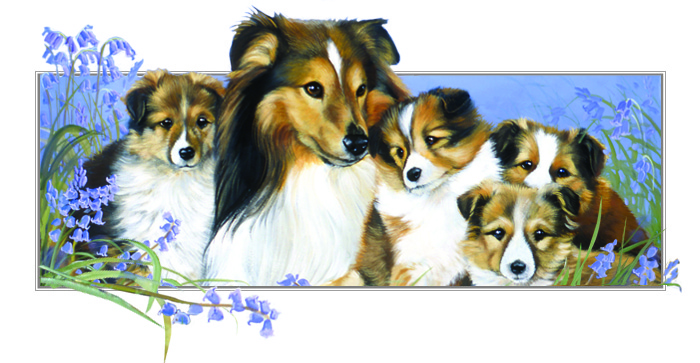Kort Shetland Sheepdog Family