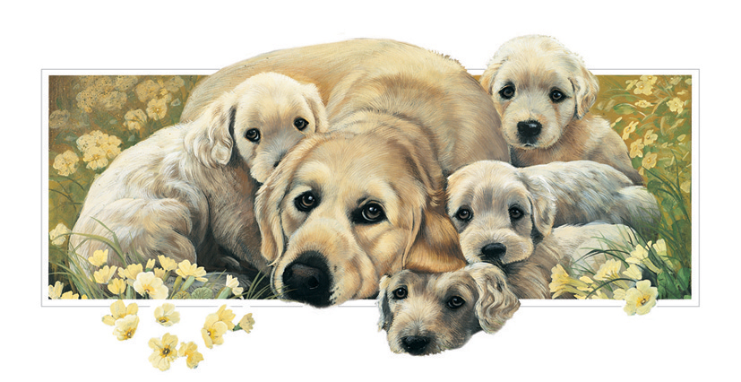 Kort Golden Retriver Family